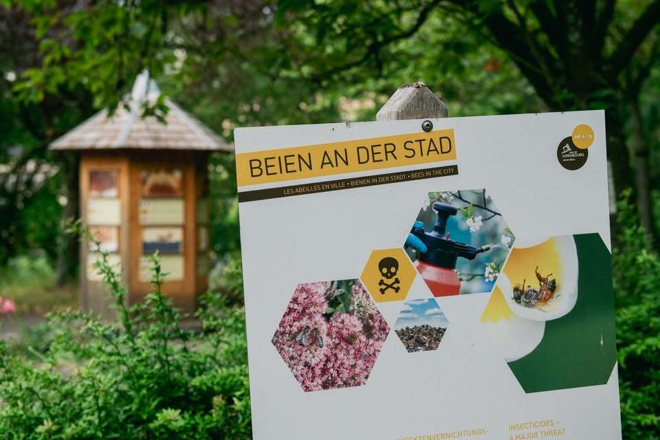 Les abeilles en ville - visite guidée