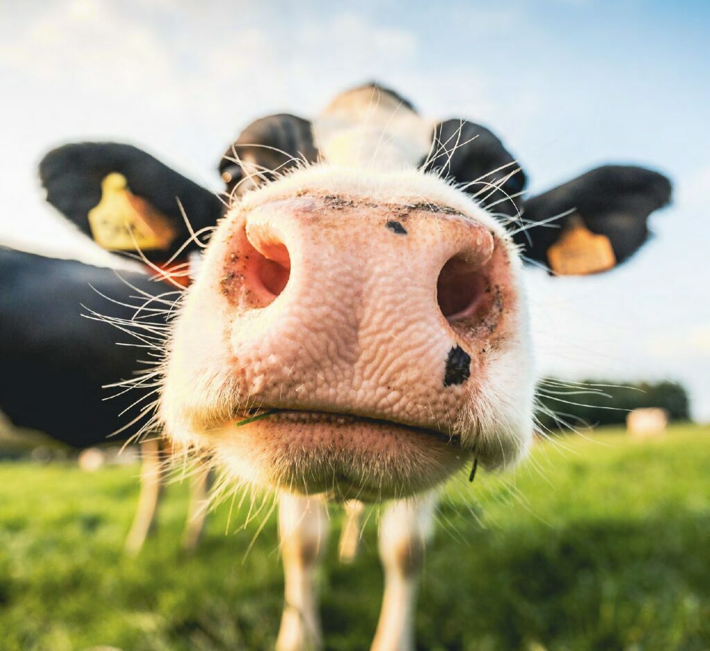 Gras becomes Milk Workshop