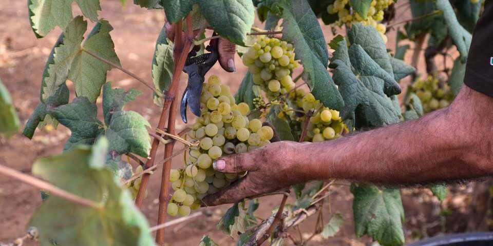 Rencontres Producteurs : Dégustation des vins du domaine Casale del Giglio