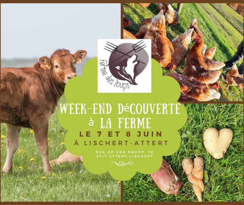 Discovery Weekend at the Ferme des Loups