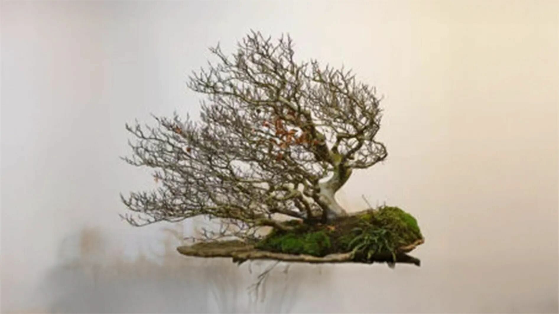 Bonsai Exhibition