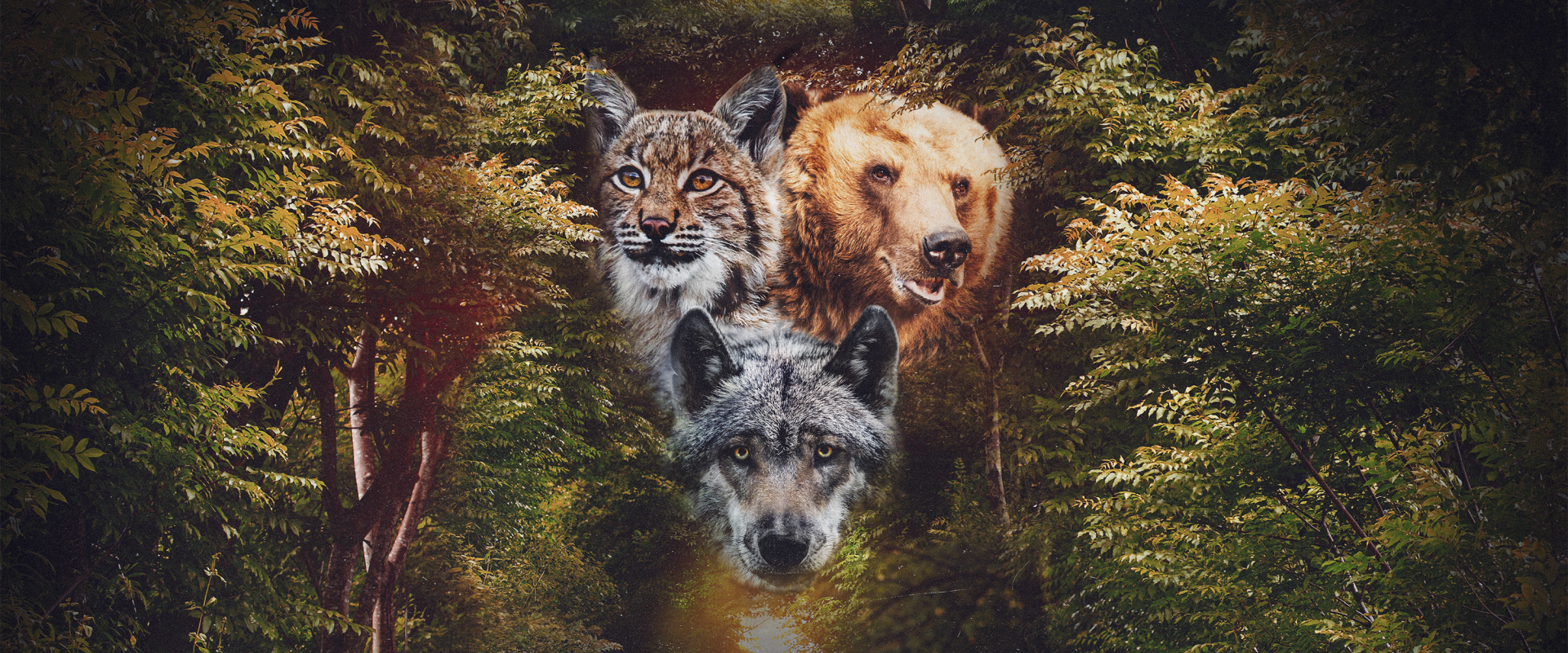 Exclusive Tour: On the Trail of the Big Predators