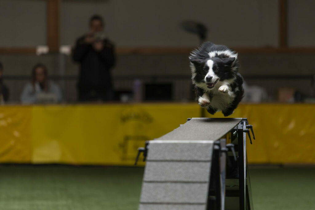 Agility International Lux Winter Cup