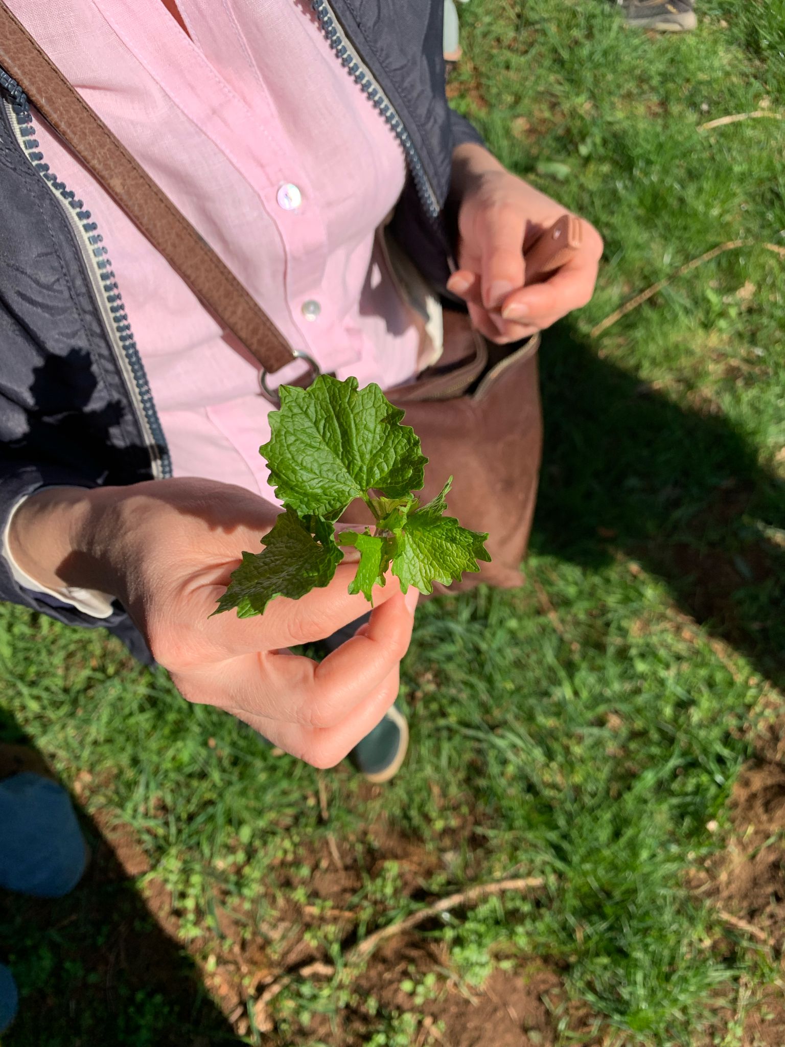 Balade plantes sauvages