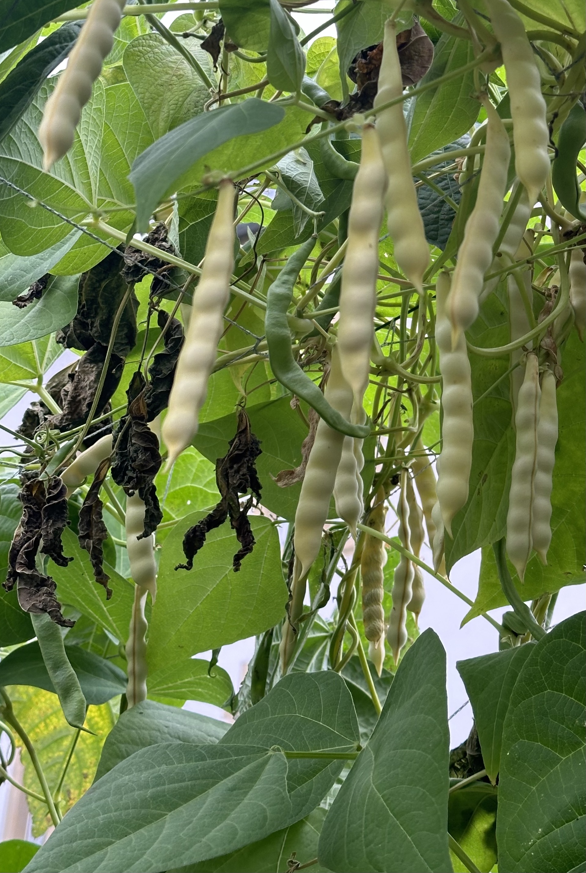 Workshop: All about the pole bean