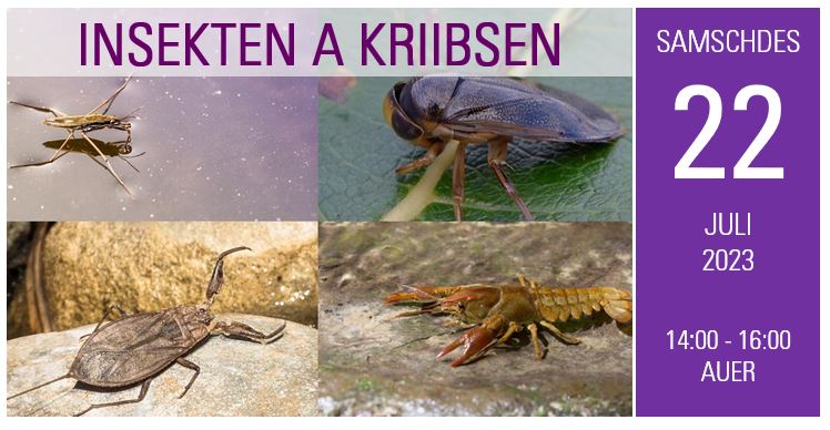 Insects and Crustaceans