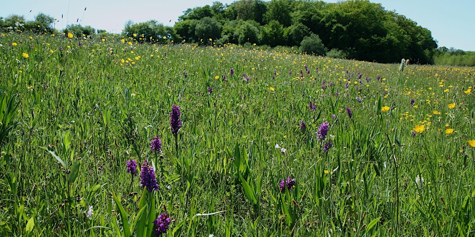 Species-rich wet meadows - where orchids are at home!