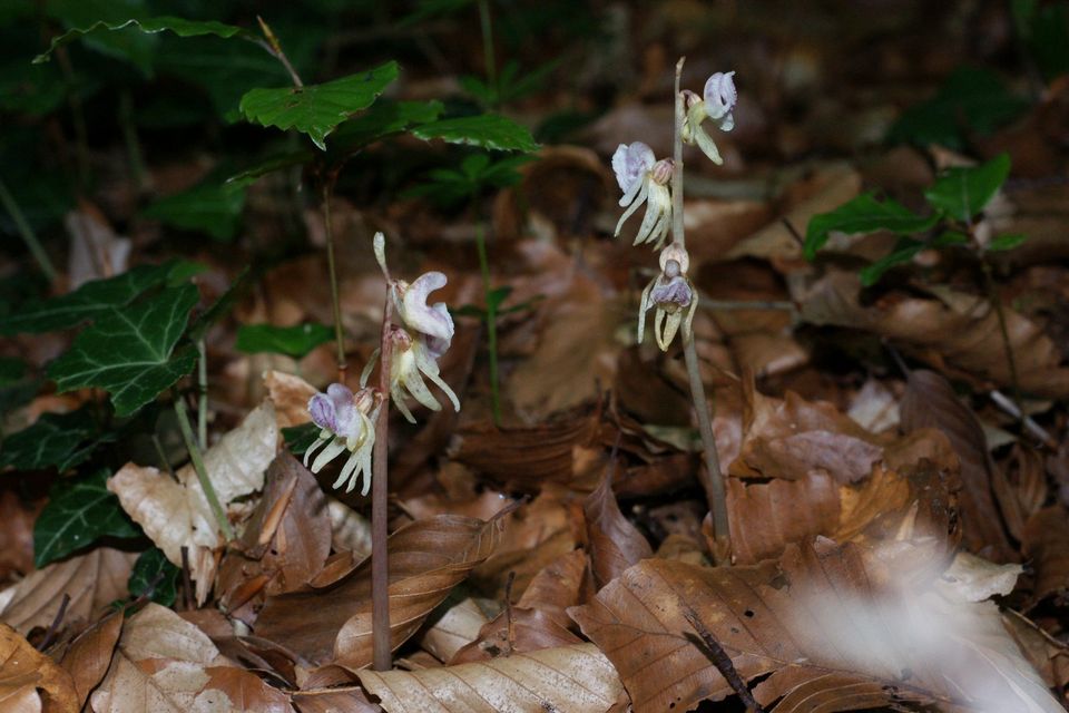 In search of the ghost orchid