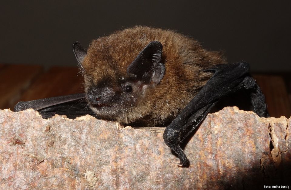 Bats in the Ellergronn