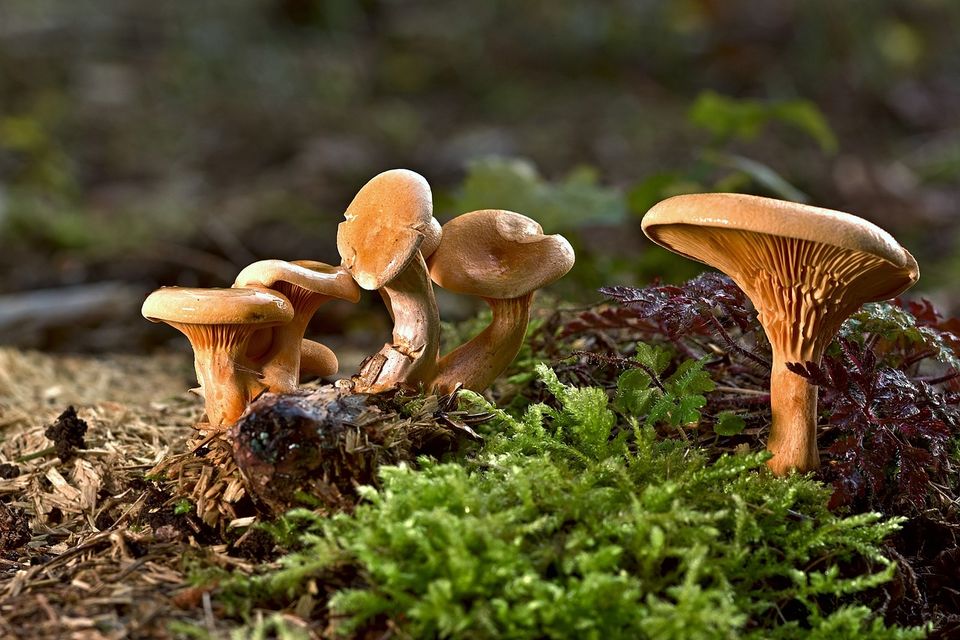 Mushroom tour for adults and children