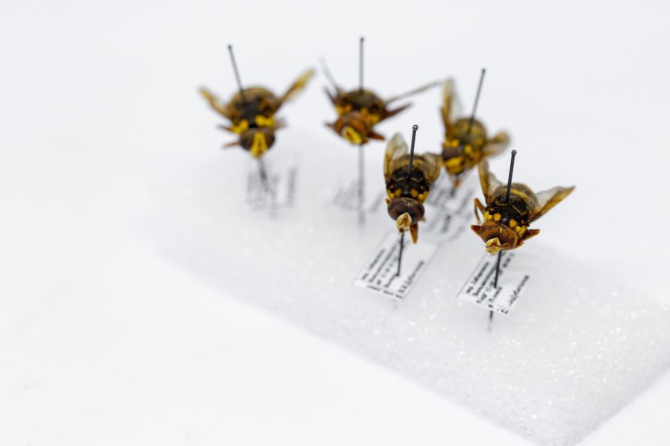Do you want to learn to pin bees? |