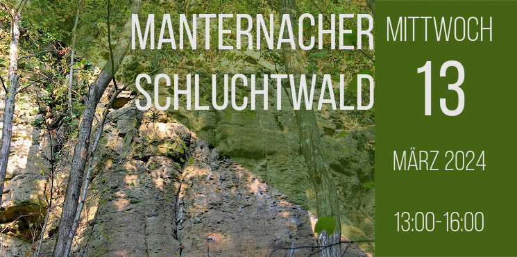 Manternach gorge forest under the microscope - a natural history hike |