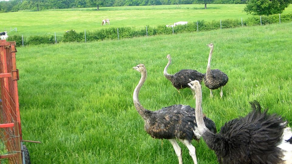 Family trip to the An Nommesch ostrich farm
