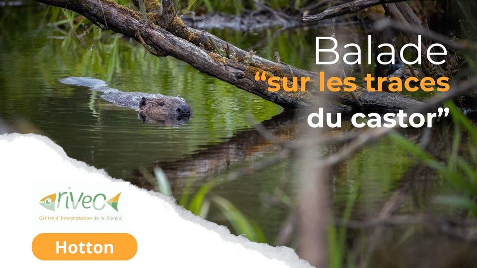 Balade sur les traces du castor