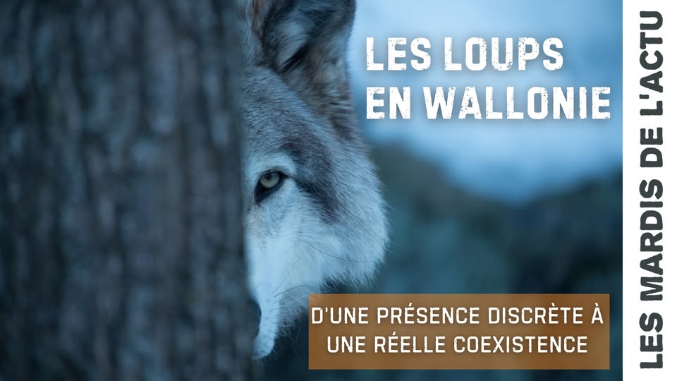 Conference - The Wolves of Wallonia