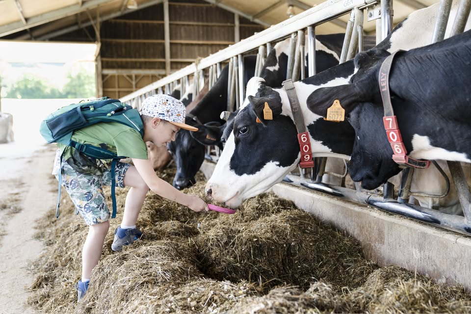 Activité pour enfants : De la vache au beurre