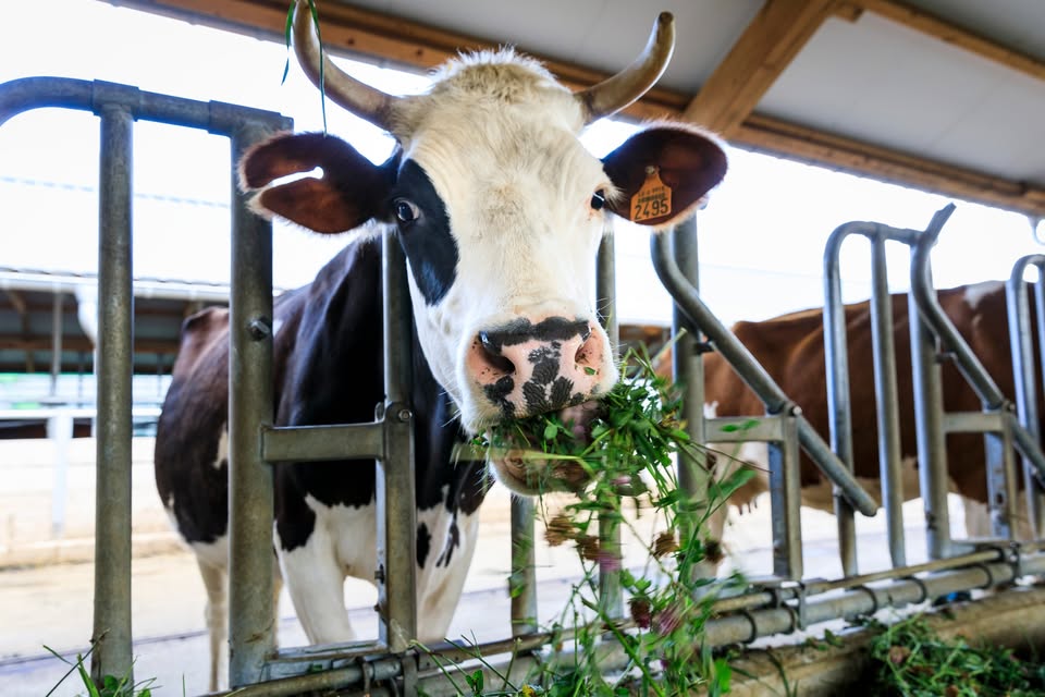 Activité pour enfants : Tout sur le fromage frais