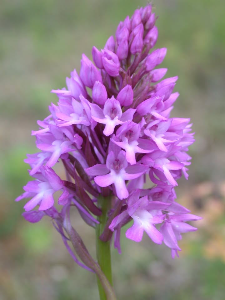 Visite guidée : Arboretum Kirchberg - Un nouvel habitat pour les orchidées
