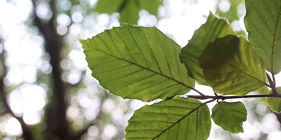 Visite guidée : Arboretum Kirchberg - Hêtres et chênes