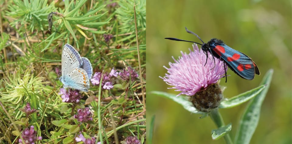 Visite guidée : arboretum Kirchberg - diversité multicolore dans la pelouse