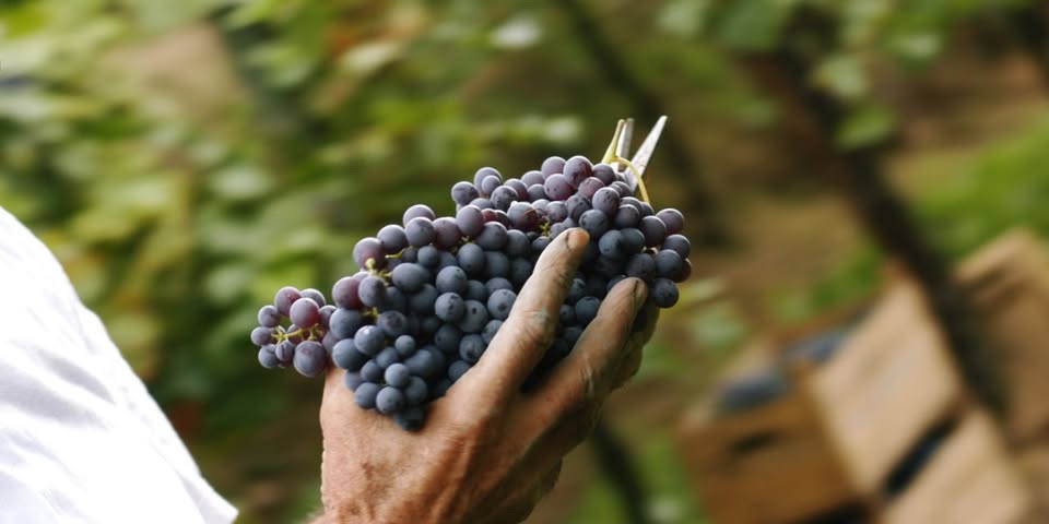 Soirée spéciale Veneto : Dîner accords mets & vins (Domaine Speri)