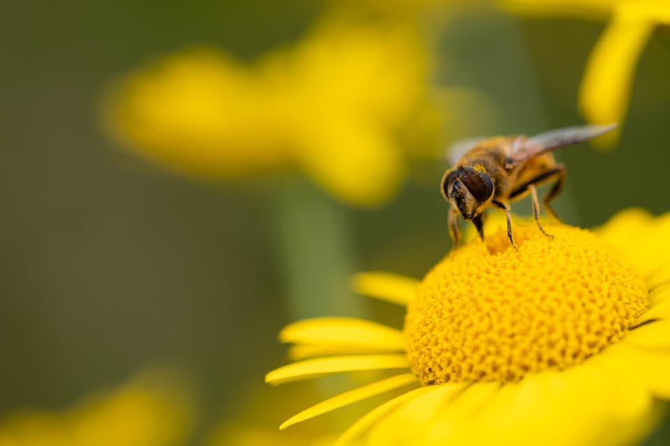 Children's Activity: Insect Olympiad