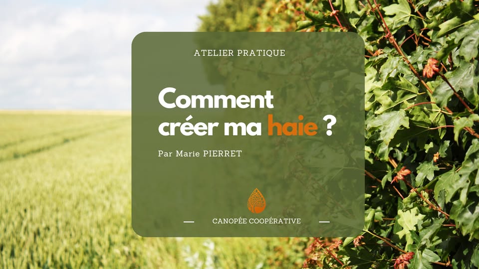 Comment créer ma haie ?