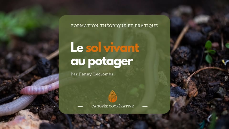 Le sol vivant au potager