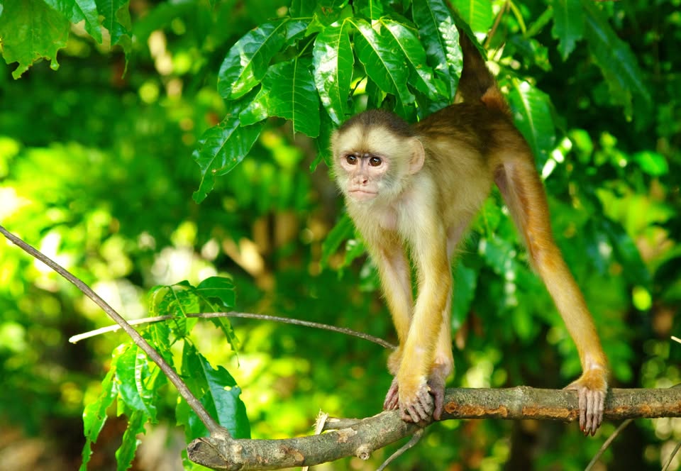 Présentation sur l'Amazonie - Forêt tropicale de près