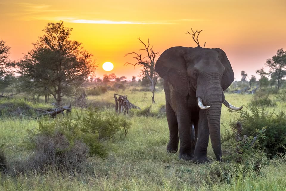 Information session 'Juwel der Wüste - In the African Explorer from Cape Town to Namibia'