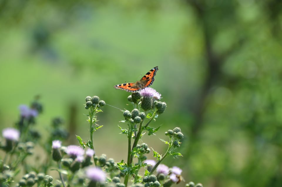Méditation : L’envol du papillon