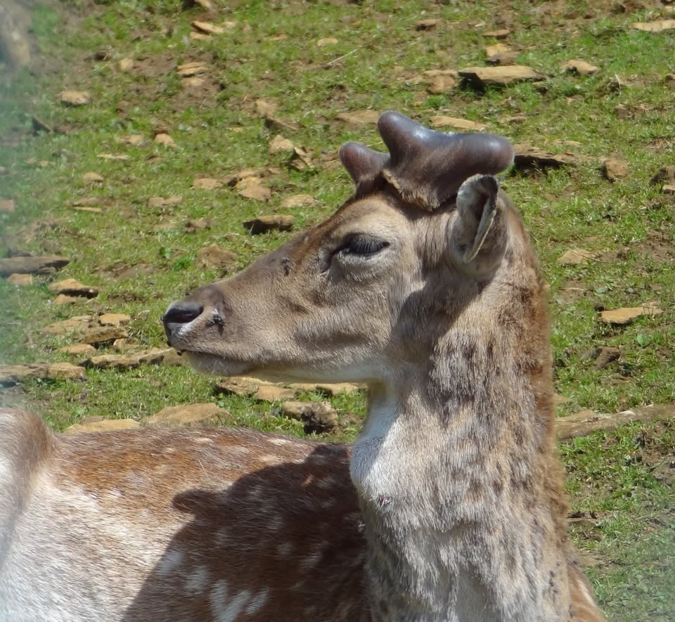 Rally at the Escher Animal Park