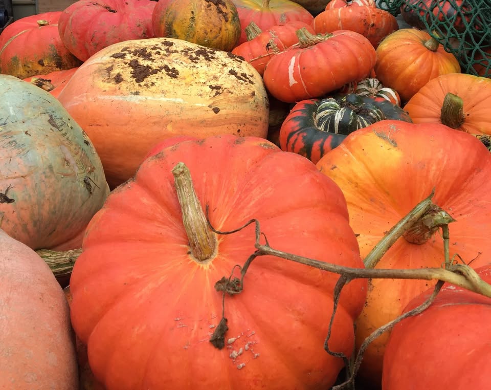 Growing Your Own Vegetables: The Squash Family