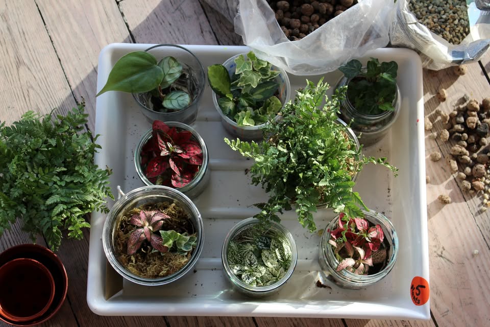Atelier du samedi : Botanical Lab 2.0 (6-12 ans)