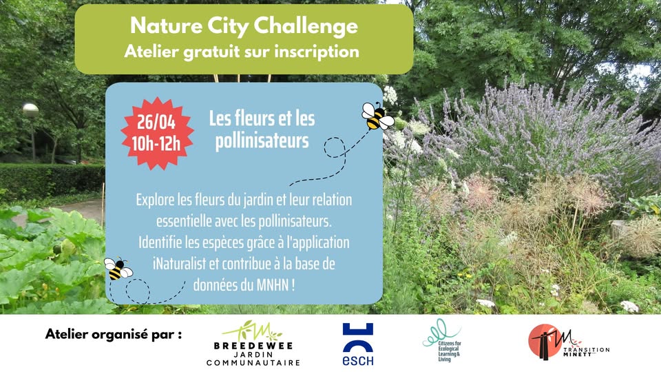 Nature City Challenge : les fleurs et les pollinisateurs