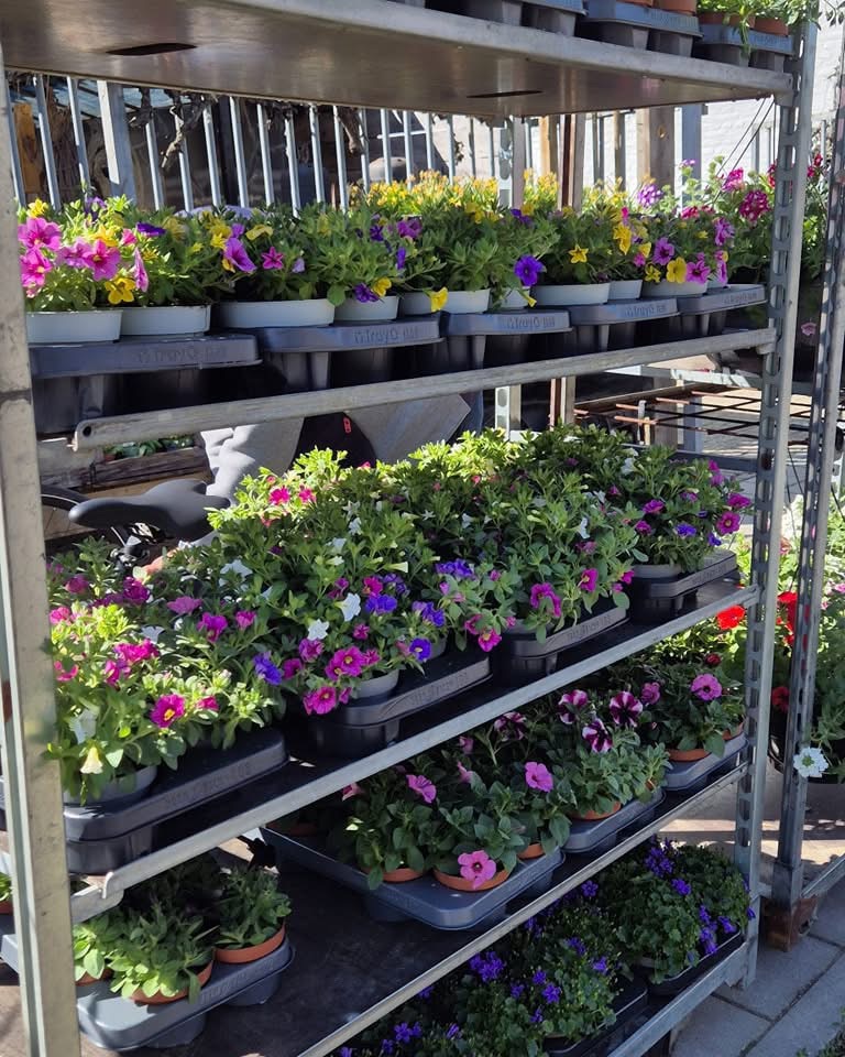Plant Market