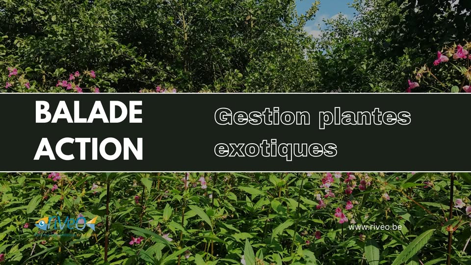 Balade Action : Gestion des plantes exotiques envahissantes