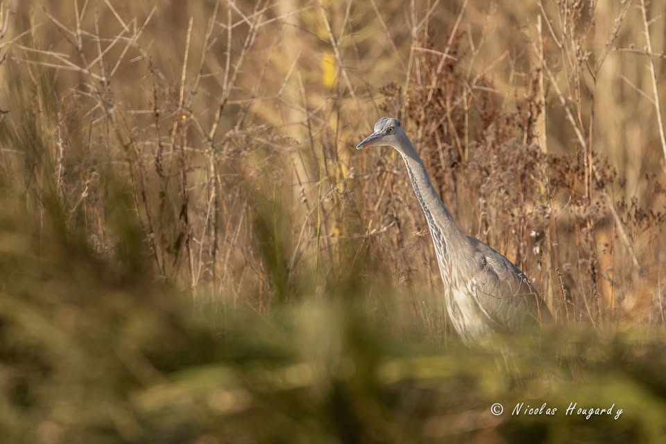 Initiation à la photographie animalière