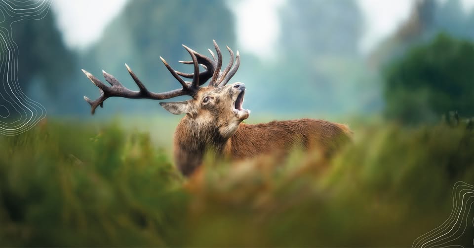 The Deer Rutting Call