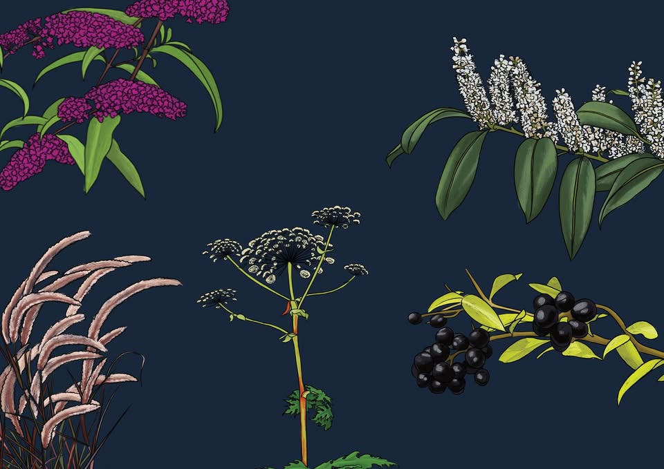 Gestion des néophytes envahissantes dans le jardin et promotion des pollinisateurs