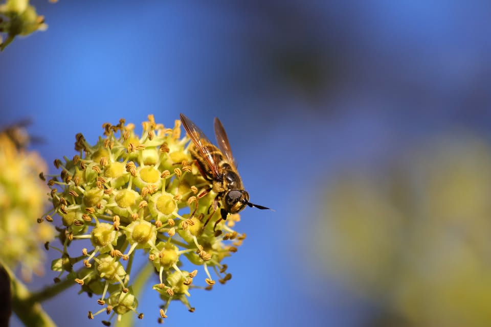 Les pollinisateurs du Luxembourg : Les syrphes
