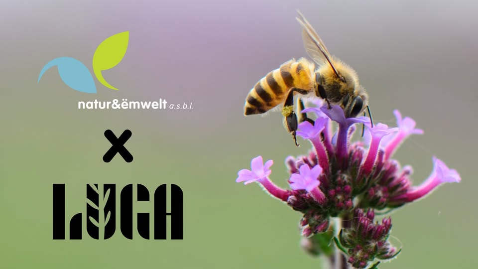 Jardins pour pollinisateurs