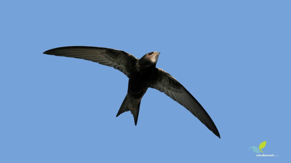 Swift Excursion