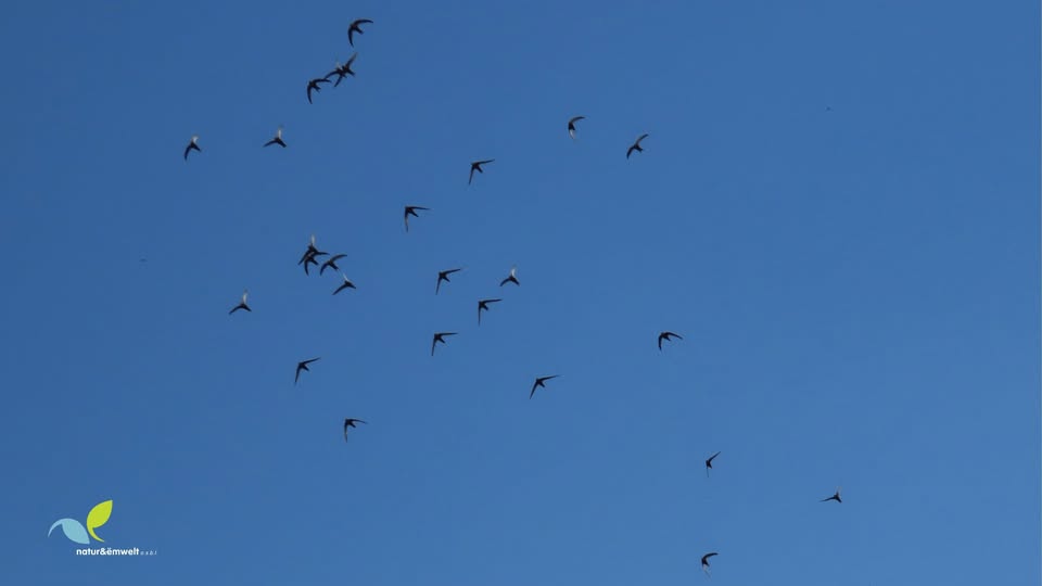 Swift Breeding Site Mapping Training