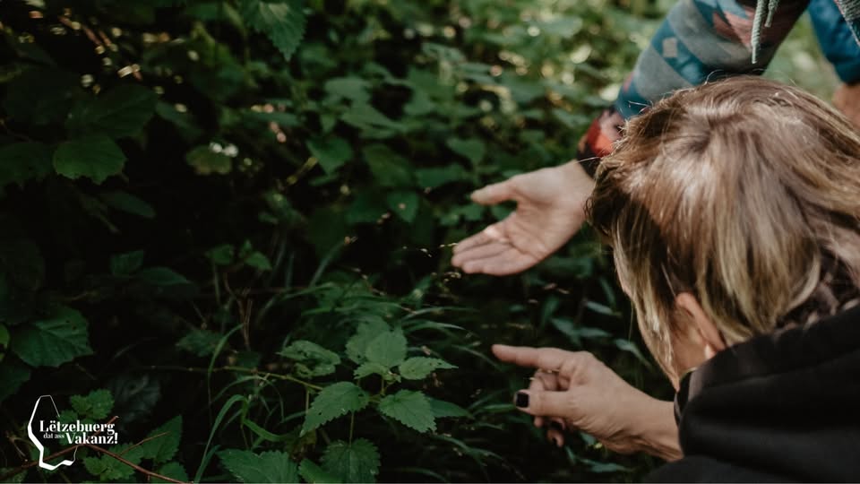 Discovering Wild Plants
