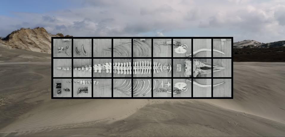 What grows on the whale remains.