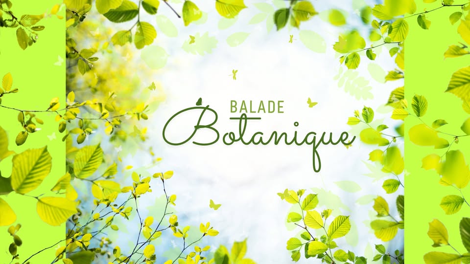 Botanical Walk – Discovering Edible Wild Plants