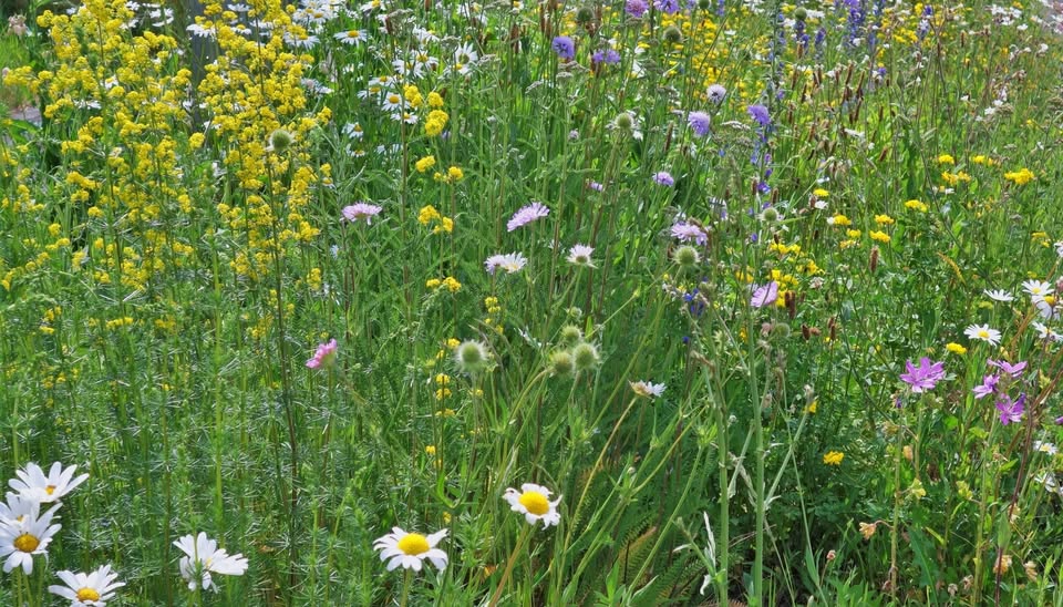 How to create a flower meadow?