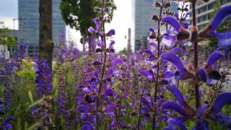 Urban Walks: Development and Biodiversity of Green Spaces (ENGL/LU)
