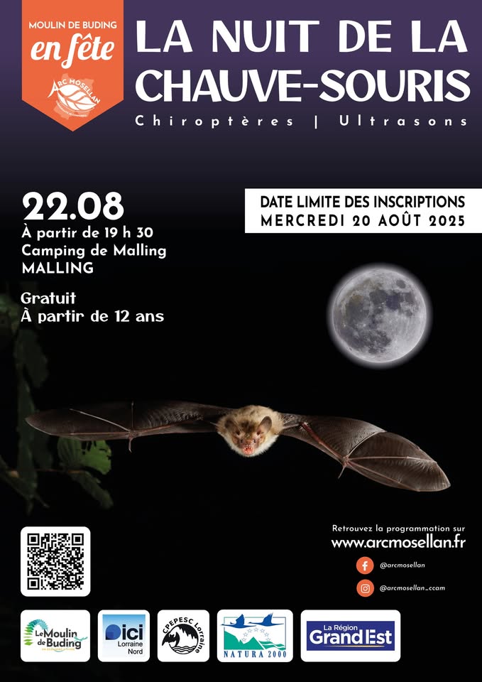 The Night of the Bat